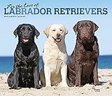 For the Love of Labrador Retrievers 2019 14 x 12 Inch Monthly Deluxe Wall Calendar with Foil Stamped Cover, Animal Dog Breeds (Multilingual Edition)