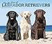 For the Love of Labrador Retrievers 2019 14 x 12 Inch Monthly Deluxe Wall Calendar with Foil Stamped Cover, Animal Dog Breeds (Multilingual Edition)