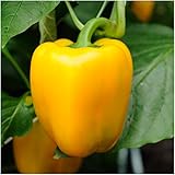 Package of 100 Seeds, Golden Cal Wonder Bell Pepper (Capsicum annuum) Non-GMO Seeds by Seed Needs