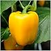 Package of 100 Seeds, Golden Cal Wonder Bell Pepper (Capsicum annuum) Non-GMO Seeds by Seed Needs