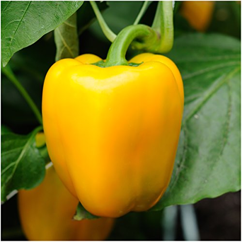 Package of 100 Seeds, Golden Cal Wonder Bell Pepper (Capsicum annuum) Non-GMO Seeds by Seed Needs Package of 100 Seeds, Golden Cal Wonder Bell Pepper (Capsicum annuum) Non-GMO Seeds by Seed Needs