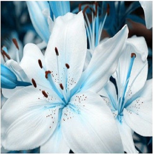 10 Graines De Lys Bleu Et Blanche Rare Fleurs Envoi Sous 48h