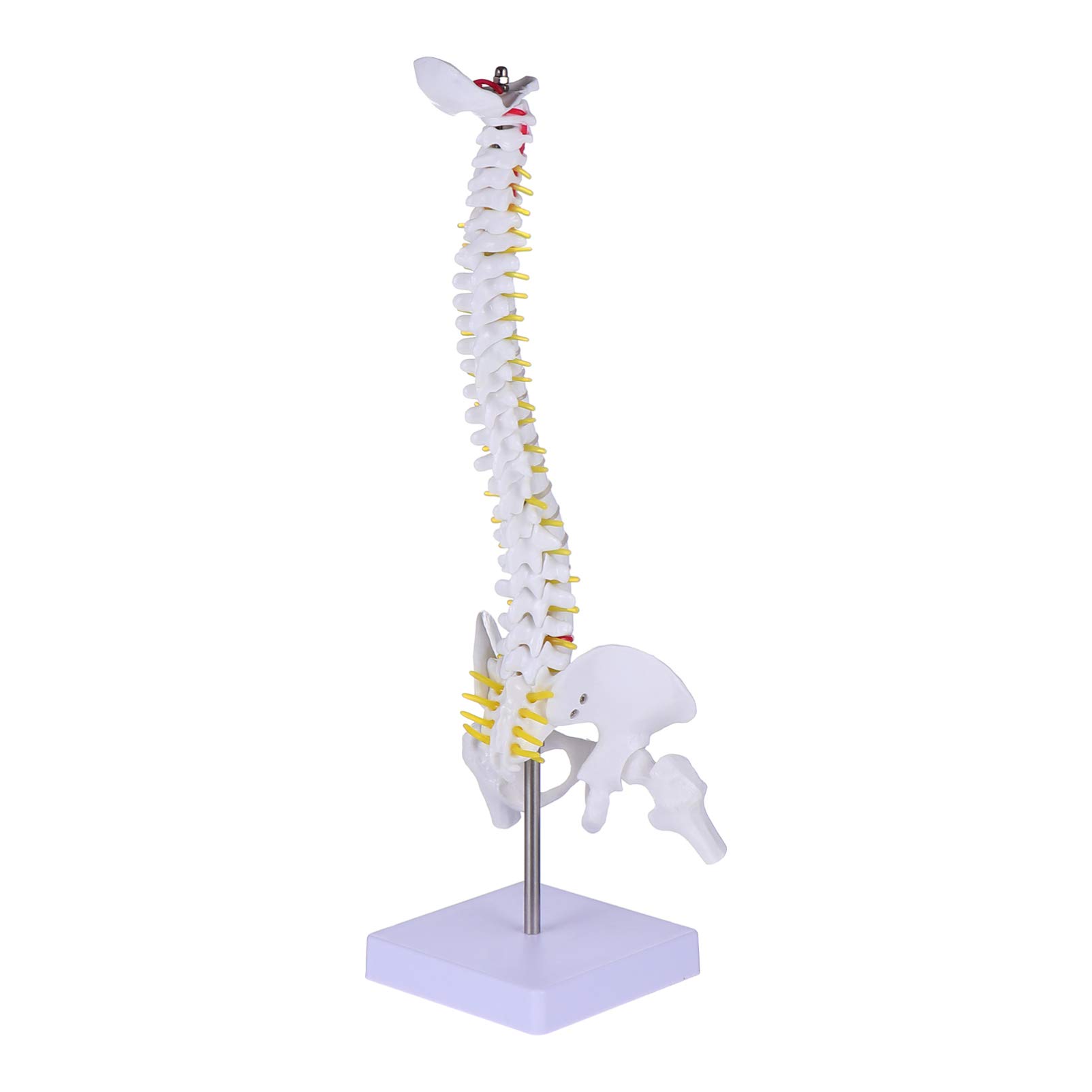 ULTECHNOVO 45cm Human Spine Model with Pelvis - Anatomical Vertebral Column Model for Medical Study, 17.7In Desktop Spine Anatomy Display with Nerve Roots & Intervertebral Discs for Clinic