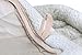 Deluxe Pet Bed 36 Inches – Bolster Padding Pet Bed - Ultra Soft & Durable Pet Bed for Cats and Dogs – Easy to Maintain - Machine Washable