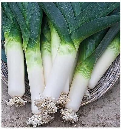 25 Graines Poireaux Monstrueux De Carentan Poireau Cuisine Potager