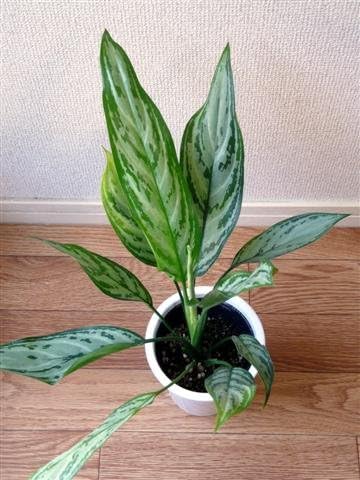 Amazon 名画 Leon にて レオンが愛した植物 アグラオネマ シルバークイーン 4号鉢 アグラオネマ ホーム キッチン