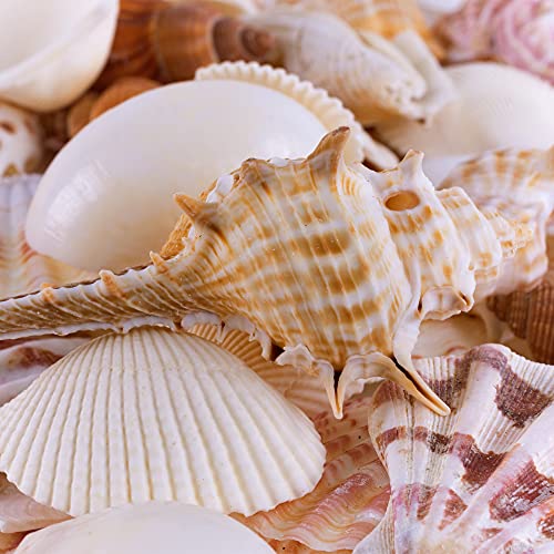 Super Z Outlet Sea Shells Mixed Beach Seashells - Various Sizes up to 2