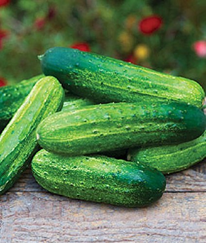 25 Pick A Bushel Hybrid Cucumber,Cucumis sativus,2014 AAS Regional Award Winner!