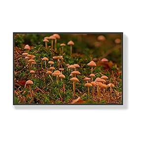 SIGNFORD Canvas Wall Art for Living Room, Bedroom...