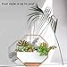 Modern Wall Planter, Metal Wire Octagon Design Wall-Mounted Shelves with Ceramic Flower Pot, Air Plant Container Hanging Vase Desktop Succulents Planter Blackthumb 3