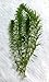 New Anacharis Egeria Elodea Densa Tropical Live Aquarium Aquatic Plant BUY2 +1 Free