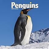 Penguin Calendar - Cute Animal Calendar - Calendars 2019 - 2020 Wall Calendars - Animal Calendar - P by 