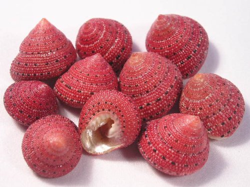 Hinterland Trading Strawberry Top Sea Shell 10 Pack Extroidinary Rare Find Seashells