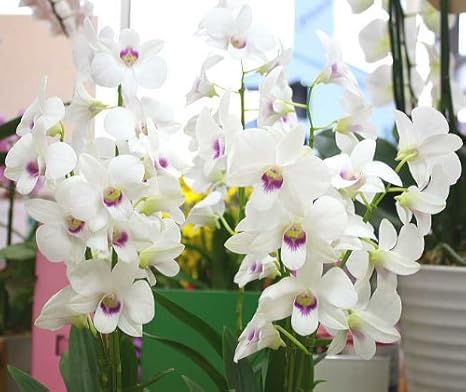 Amazon 洋ランデンファレ8号陶器鉢植え 蘭 白赤リップ５本立て お祝い お誕生日 観葉植物 オンライン通販