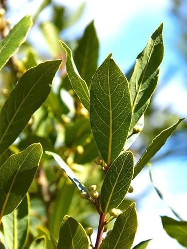 Laurus Nobilis Bay Leaf Tree Plant for Planting, Bay Leaf Tree Live ...