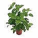 Catnip Plant - Nepeta - Inside OR Outside - 4" Pot