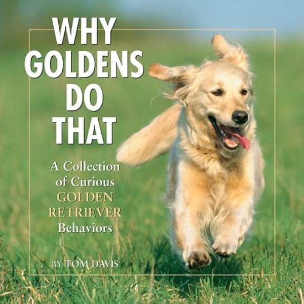Why Goldens Do That A Collection Of Curious Golden Retriever Behaviors Davis Tom 9781595432414 Amazon Com Books