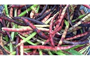 SVI Pink Eyed Purple Hulled Cowpea (Vigna Unguiculata) AKA Southern Peas 200 Seed by wbut2023