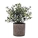 HC STAR Artificial Plant Potted Mini Fake Plant Decorative Lifelike Flower Green Plants