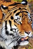 Big Cats Notebook: 150 lined pages, softcover, 6