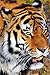 Big Cats Notebook: 150 lined pages, softcover, 6