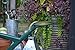 Haws Plastic Outdoor Watering Can, 1.6-Gallon/6-Liter, Green