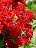 35 DYNAMITE RED CREPE MYRTLE Lagerstroemia Flowering Shrub Bush Small Tree Seeds