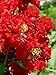 35 DYNAMITE RED CREPE MYRTLE Lagerstroemia Flowering Shrub Bush Small Tree Seeds by Seedville