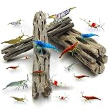 SunGrow Cholla Wood for Shrimp, 6 Inches Long, Dried Husk of Cholla Cactus, Excellent Food Source, Aquarium or Home Decor, for Dwarf Shrimp, Hermit Crabs, Pleco, 3 Pack