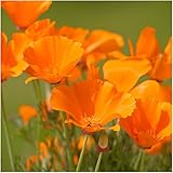Package of 2,000 Seeds, Orange California Poppy (Eschscholzia californica) Non-GMO Seeds by Seed Needs