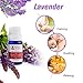 Lavender Essential Oil Aromatherapy Oil Fragrance 100% Pure Premium Quality Aroma Scented Organic Natural 10ml 0.34OZ for Car Aromatherapy Machine and Homehold