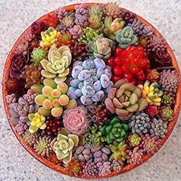 Bonsai 100 pcs/Pack Real Mini Succulent Cactus Rare Perennial herb Plants Bonsai Pot Flower Indoor Plant for Home: 8