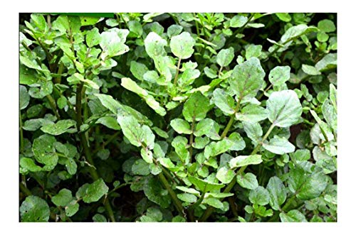True Watercress 1000 Seeds Chinese Vegetable Heirloom Non-GMO Delicious and Healthy Nasturtium officinale 西洋菜豆瓣菜种子 Oriental Asian Seeds for Planting - Thumbnail 2