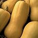 Seeds of Change Certified Organic Butternut Winter Squash