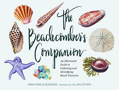 The Encyclopedia of Shells: Kenneth R. Wye: 9781861609526: Amazon
