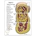 Bariatric Body Fat Profile Anatomical Model