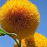 ETIAL 20Pcs Teddy Bear Sunflower Seeds Home Garden Semi Dwarf Helianthus