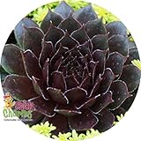 Bing Cherry Hens & Chicks - Sempervivum - Indoors/Out - 3.5