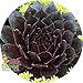 Bing Cherry Hens & Chicks - Sempervivum - Indoors/Out - 3.5" Pot - Chick Charms