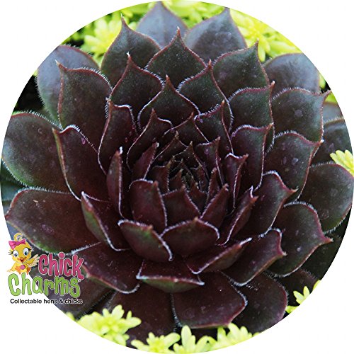 Bing Cherry Hens & Chicks - Sempervivum - Indoors/Out - 3.5 Bing Cherry Hens & Chicks - Sempervivum - Indoors/Out - 3.5