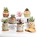 Succulent Pots, Cute Ceramic Owl Planters with Bamboo Saucers & Gardening Tools, 2.5 Inch Small Flower Pot, Set of 6 Pots for Plants - Plants Excluded