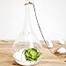 SWISSELITE Glass Hanging Planters Hanging Glass Terrariums, Plant Terrariums Set (3 Pack Water-Drop)