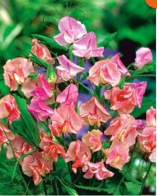Tomasa Seedhouse- Sweet Pea Seeds Lathyrus Odoratus Seeds Exotic Flower Seeds Hardy Perennial Garden