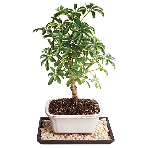 Brussel's Live Dwarf Hawaiian Umbrella Indoor Bonsai Tree - 4 Years Old; 8