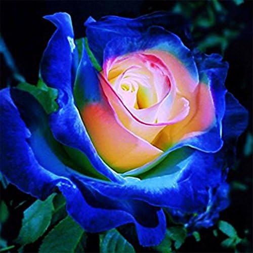 super1798 50Pcs Rare Blue Pink Rose Seeds