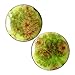 Pair - Pistachio Green Glass Essential Oil Ear Plugs Organic Handmade Ceramic double-flared body jewelry