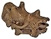 Safari Ltd Prehistoric Mammal Skulls TOOB