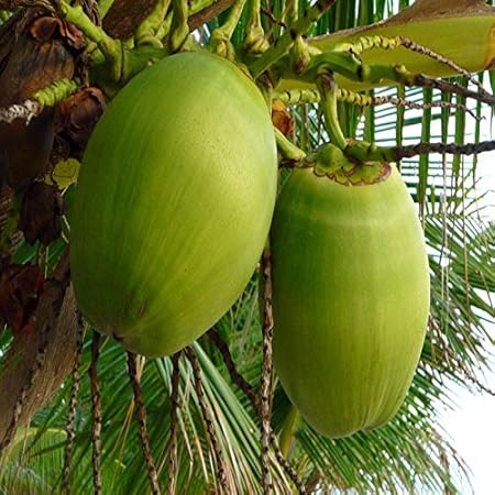 Mphmi Plant Coconut plant Desi- Fruit Plants & Tree