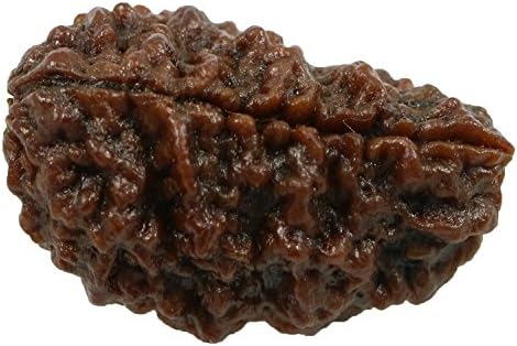 Rashi Ratan Bhagya Natural 1 Mukhi (Ek Mukhi) Rudraksha Lab Certified 30.15 M.M.