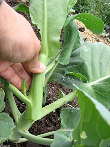 PlenTree 1000X Chinese Kale Kailaan Chinese Broccoli GAI LAN Pak Choy Seeds